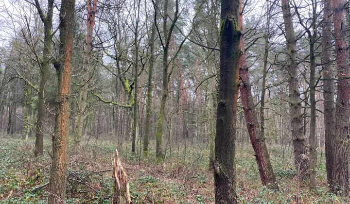 Działka leśna Centawa