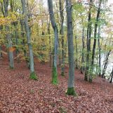 Działka leśna Ciemno. Zdjęcie 2