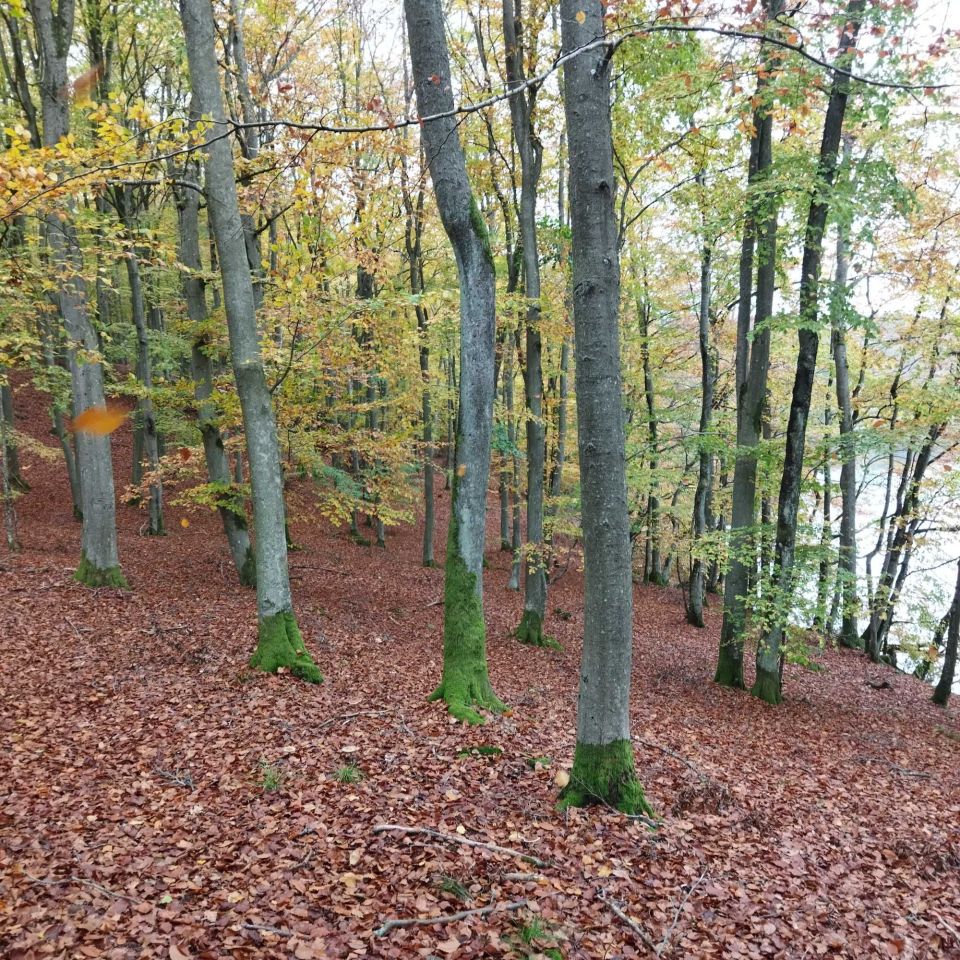 Działka leśna Ciemno. Zdjęcie 3