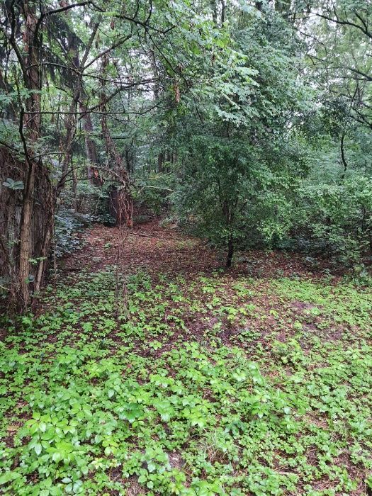 Działka siedliskowa Ludwinowo. Zdjęcie 6