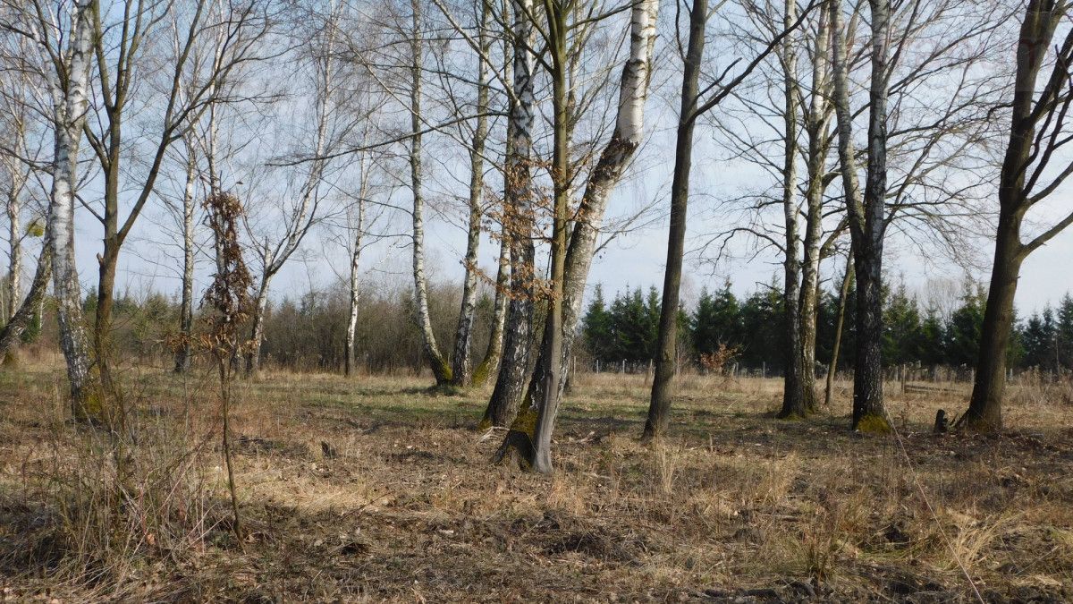 Działka budowlana Chojnów, ul. Graniczka. Zdjęcie 10