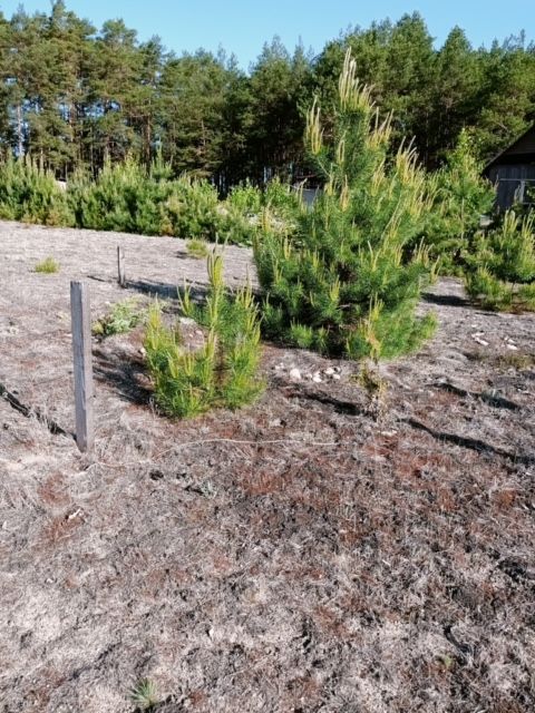 Działka rolno-budowlana Zbrzyca. Zdjęcie 16