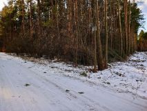 Działka leśna Wielęcin. Zdjęcie 2