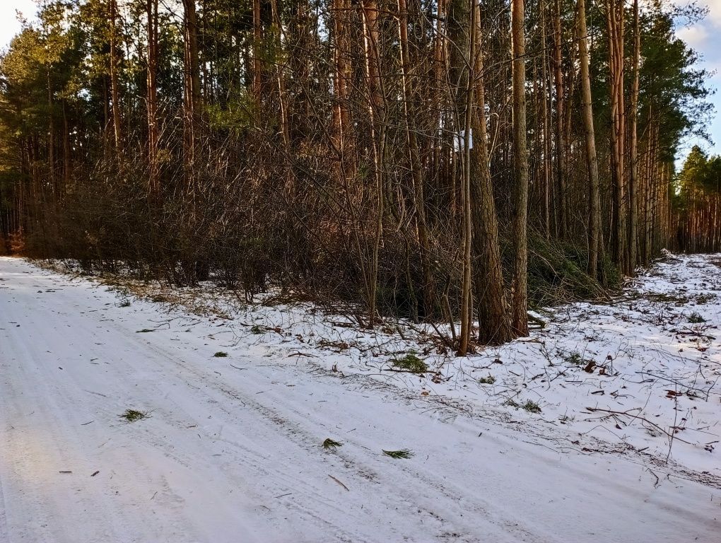 Działka leśna Wielęcin. Zdjęcie 3