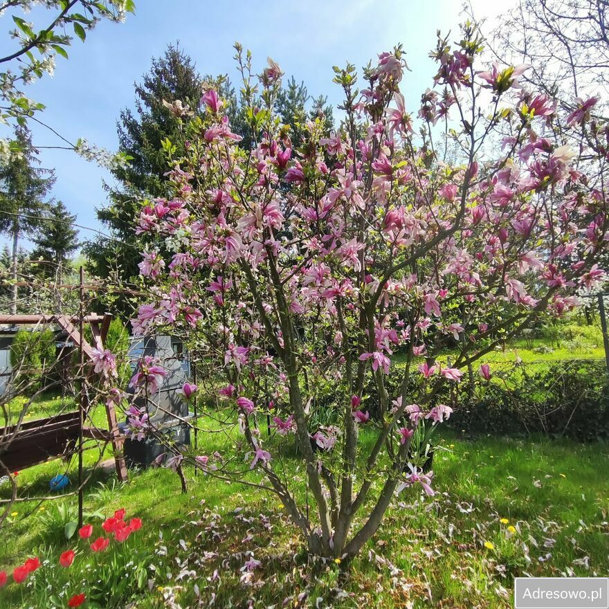 Działka rod Zabierzów. Zdjęcie 10