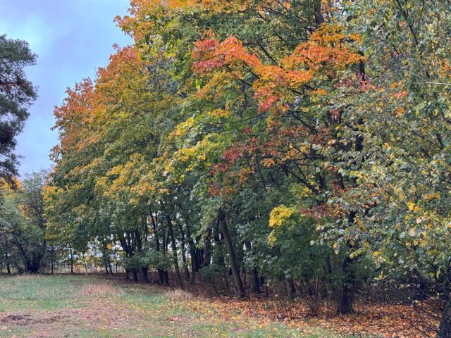 dworek, 7 pokoi Janów. Zdjęcie 23