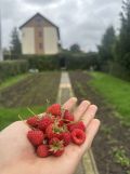 Działka rod Ciechanów Śmiecin, ul. Konwaliowa. Zdjęcie 1