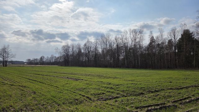 Działka leśna Borek Lipiński. Zdjęcie 1