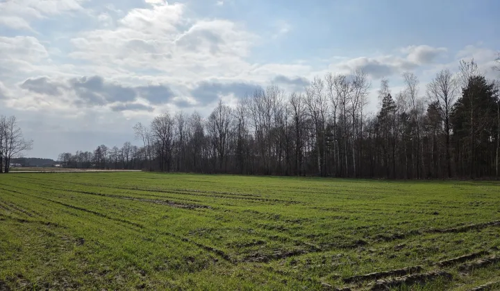 Działka leśna Borek Lipiński