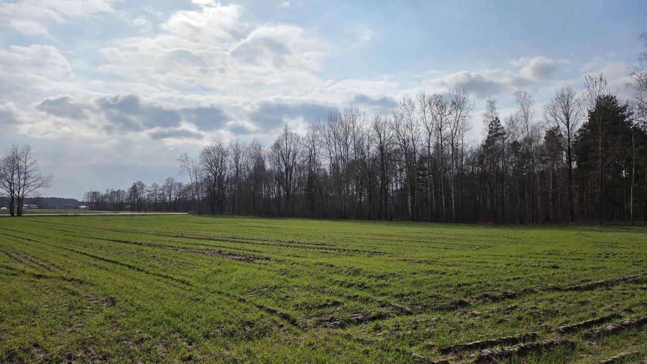 Działka leśna Borek Lipiński. Zdjęcie 1