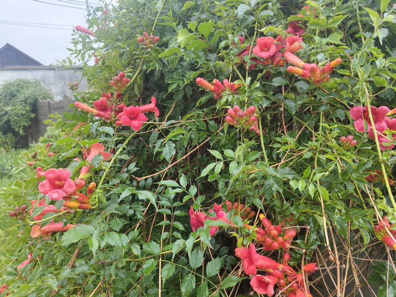 Mieszkanie 2-pokojowe Borzykowa, ul. Kościuszki. Zdjęcie 11