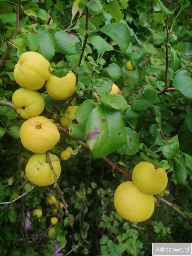 Działka rod Warszawa Mokotów, ul. Racławicka. Zdjęcie 13