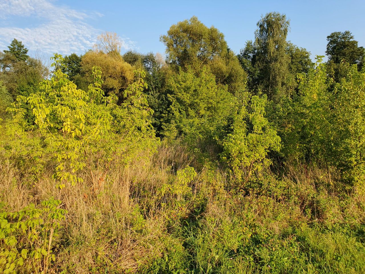 Działka rolno-budowlana Sarnów