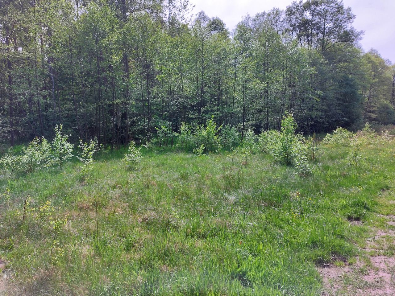 Działka rekreacyjna Starzechowice Sęp, BRAK. Zdjęcie 10