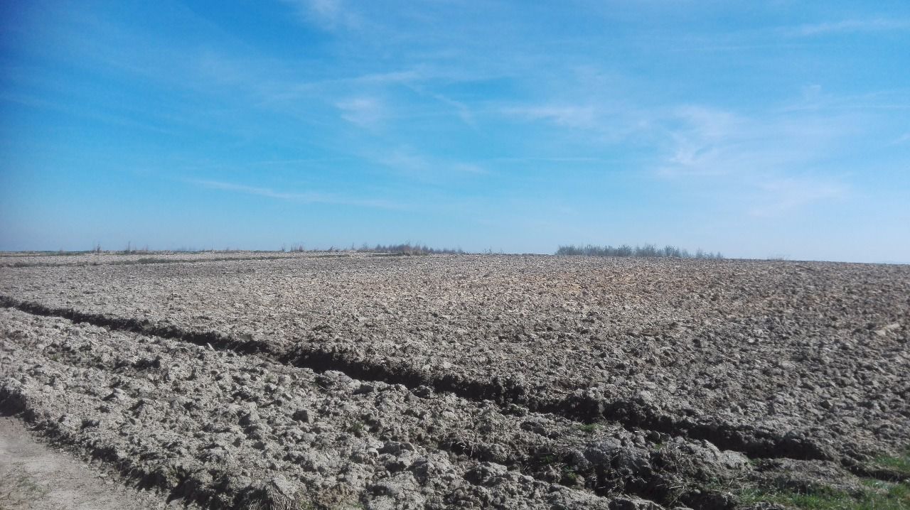 Działka rolna Chrosna Krzemionki. Zdjęcie 2