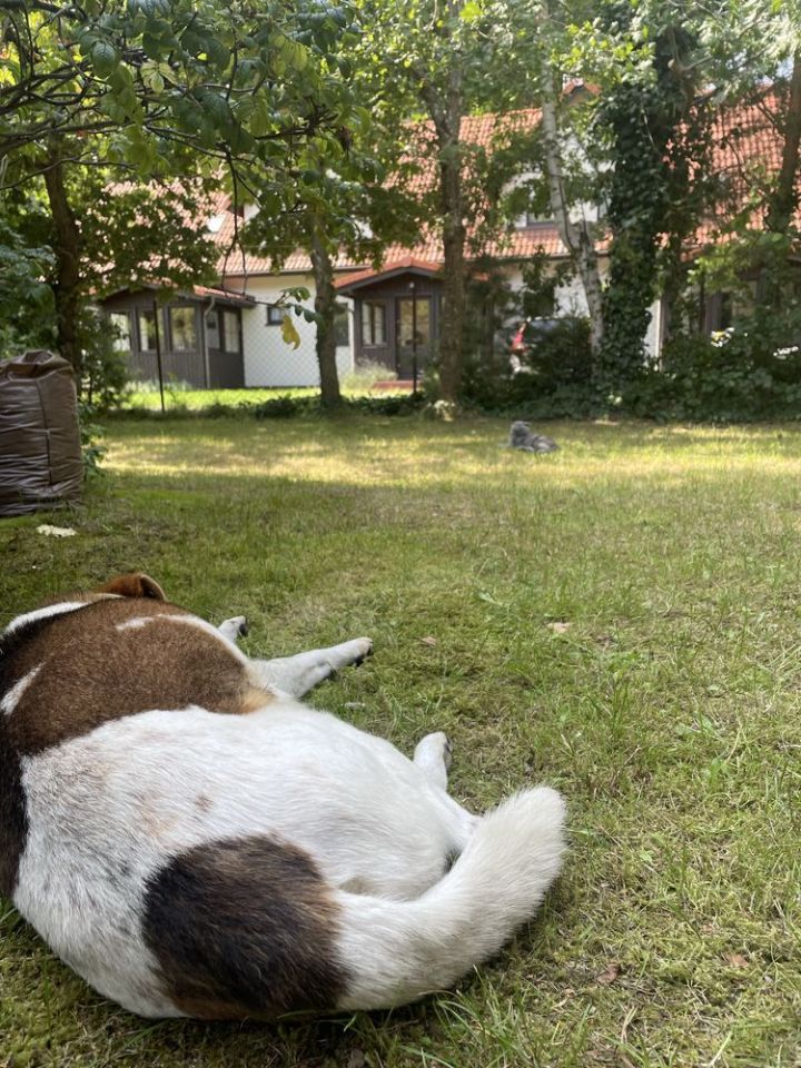 Działka budowlana Dębki. Zdjęcie 6