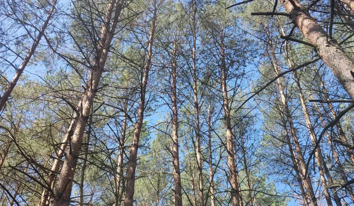 Działka leśna Łaś-Toczyłowo