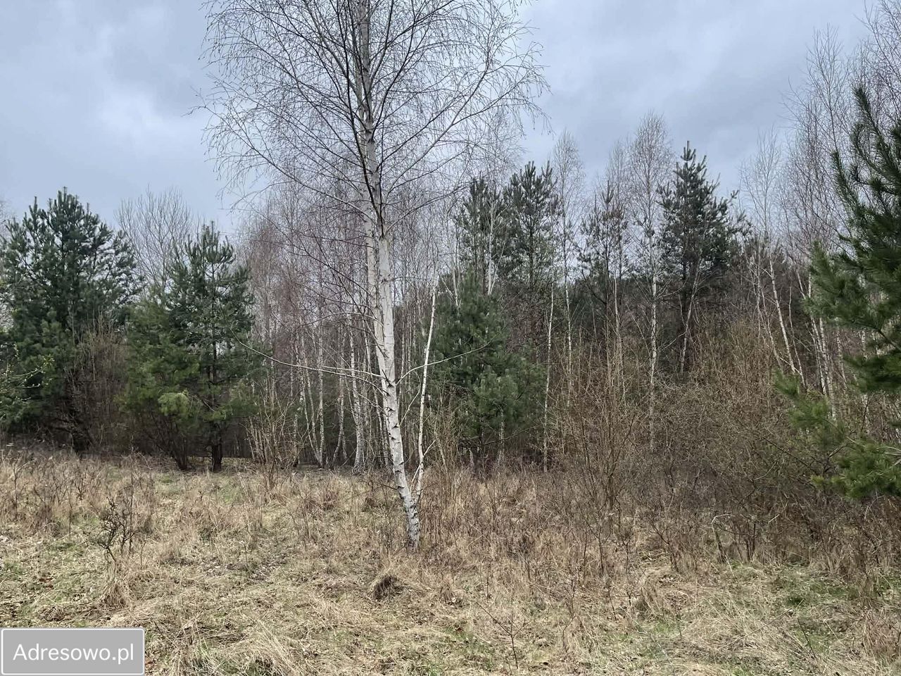 Działka rolna Gorzków Stary. Zdjęcie 8