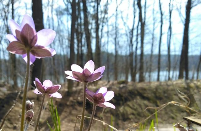 Mieszkanie 3-pokojowe Ruciane-Nida, ul. Gwarna. Zdjęcie 15