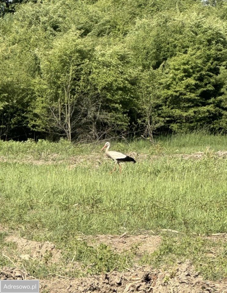 Działka budowlana Żłobizna. Zdjęcie 3