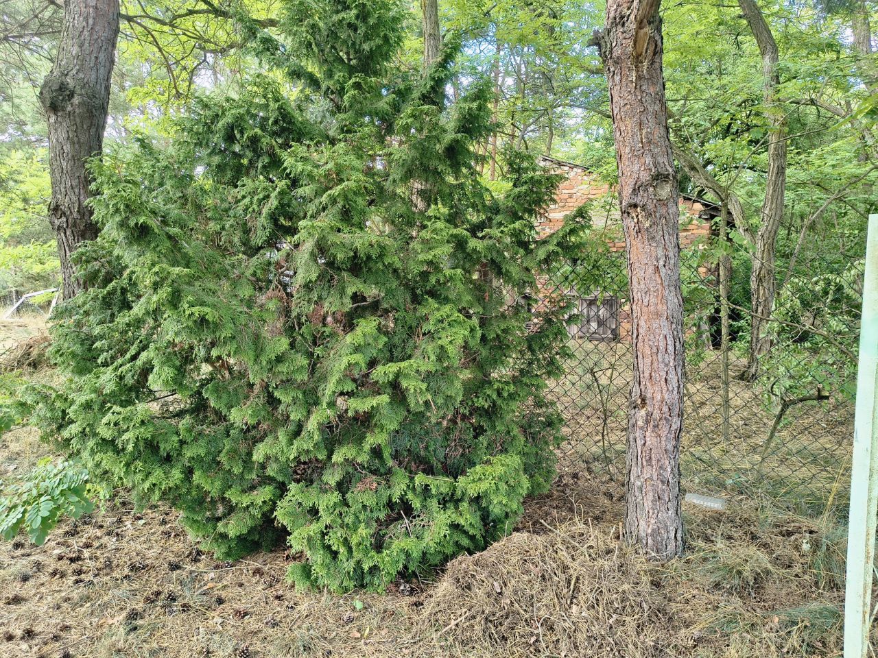 dom wolnostojący, 3 pokoje Odcinek. Zdjęcie 10