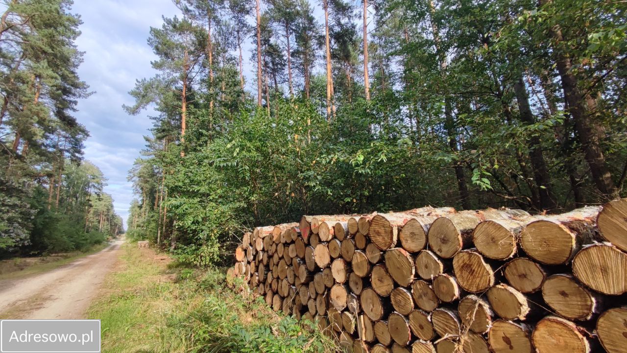 Działka leśna Ustronie, ul. Borówkowa