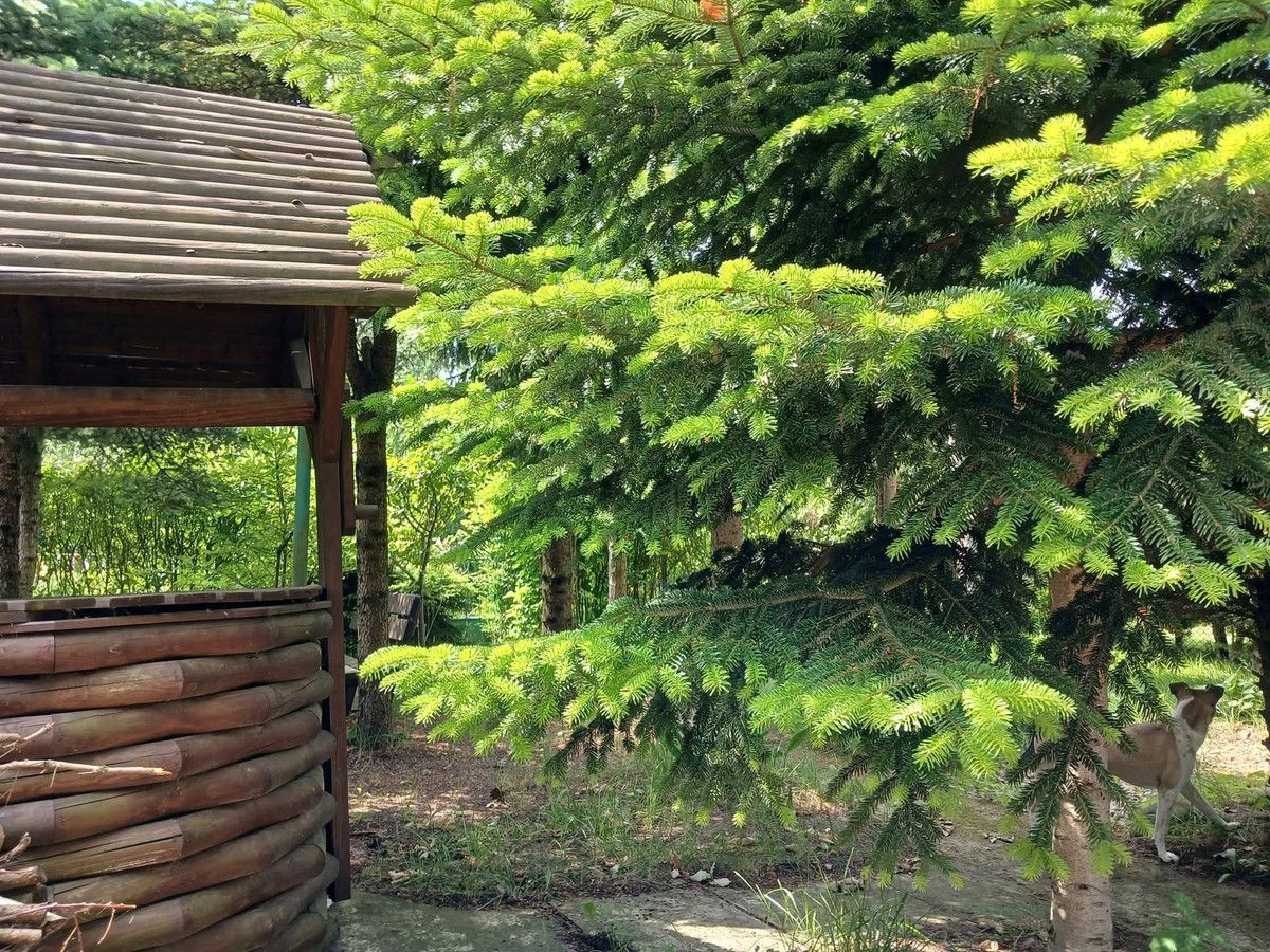 Działka rod Odrano-Wola. Zdjęcie 5