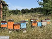 Działka siedliskowa Pstrążna, ul. Podleśna. Zdjęcie 1