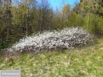 Działka rolna Niebrzydowo Wielkie. Zdjęcie 4