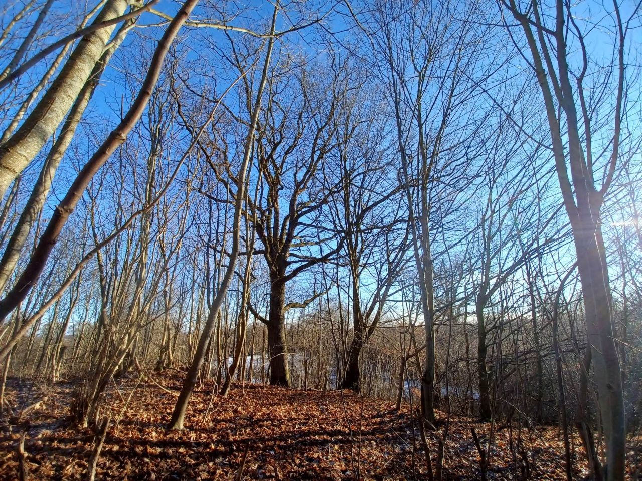 Działka rolna Krągłe. Zdjęcie 10