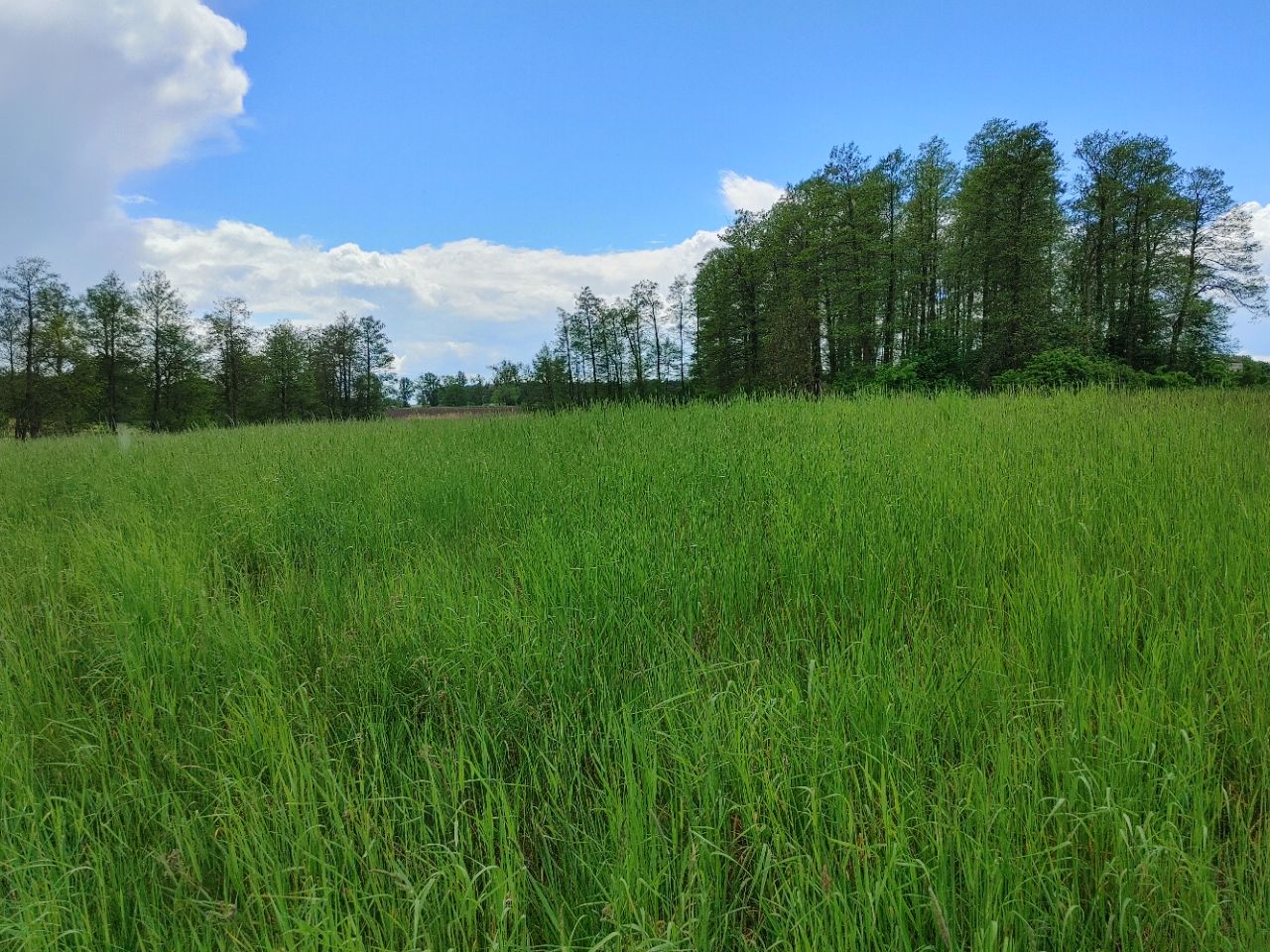 Działka rolna Niemieczkowo. Zdjęcie 6