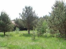 Działka budowlana Natać Wielka. Zdjęcie 3