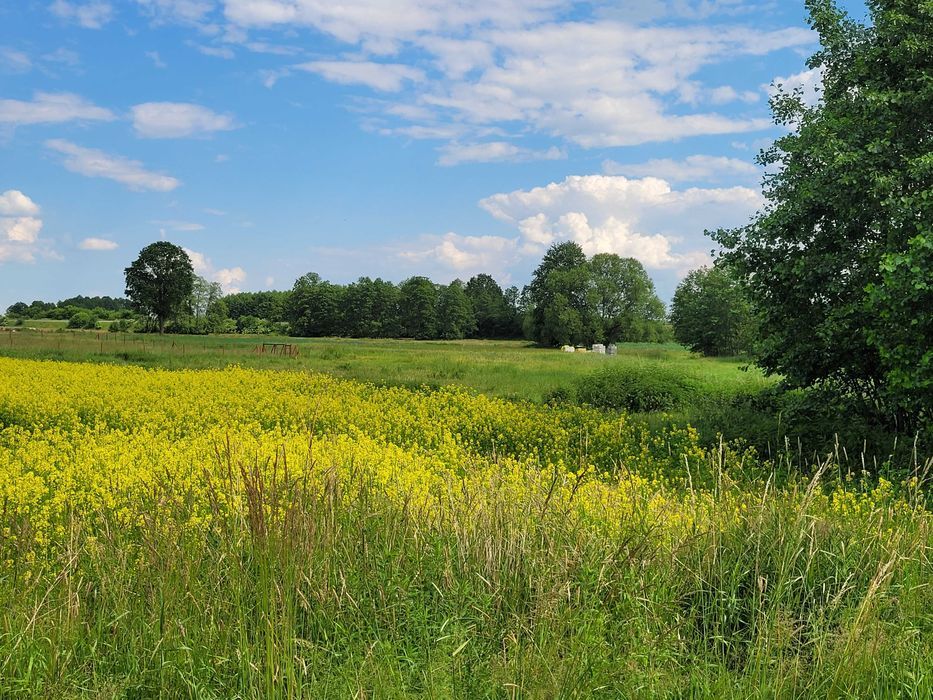 Działka budowlana Poniatowice. Zdjęcie 3