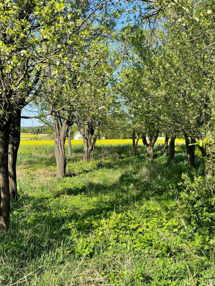 Działka budowlana Jabłonna Druga. Zdjęcie 8