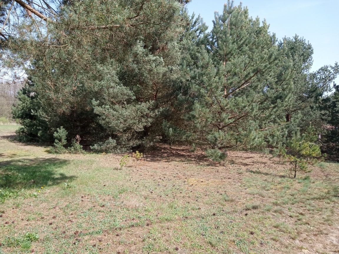 Działka budowlana Zwierzyniec. Zdjęcie 2