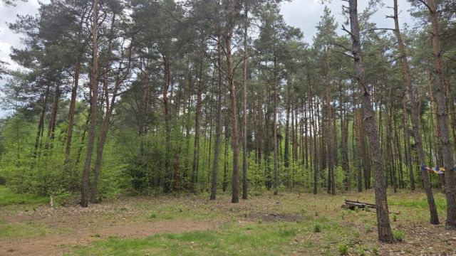 Działka leśna Kępa. Zdjęcie 2
