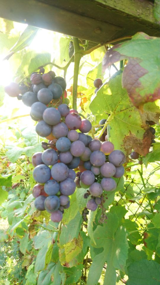 Działka rod Tczew Czyżykowo, ul. Bałdowska. Zdjęcie 15