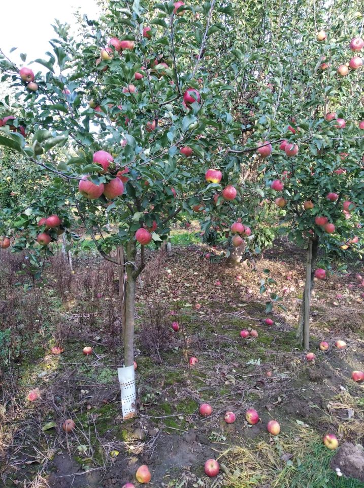 Działka rolno-budowlana Zakrzów. Zdjęcie 4