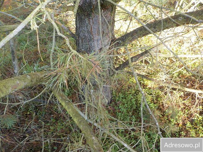 Działka Ludowice. Zdjęcie 2