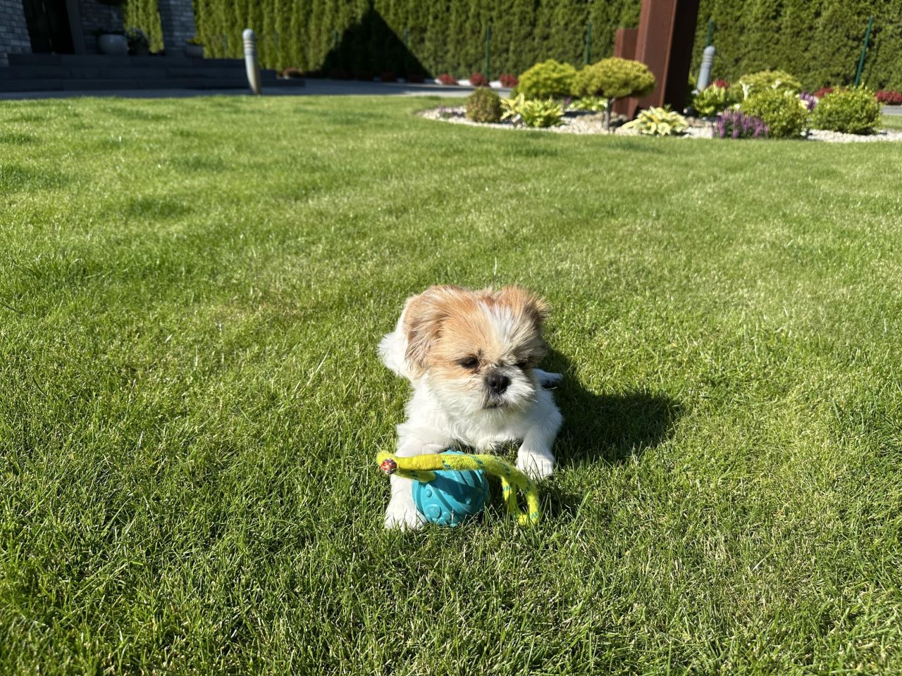 dom wolnostojący, 6 pokoi Strzegom, ul. Malinowa. Zdjęcie 31