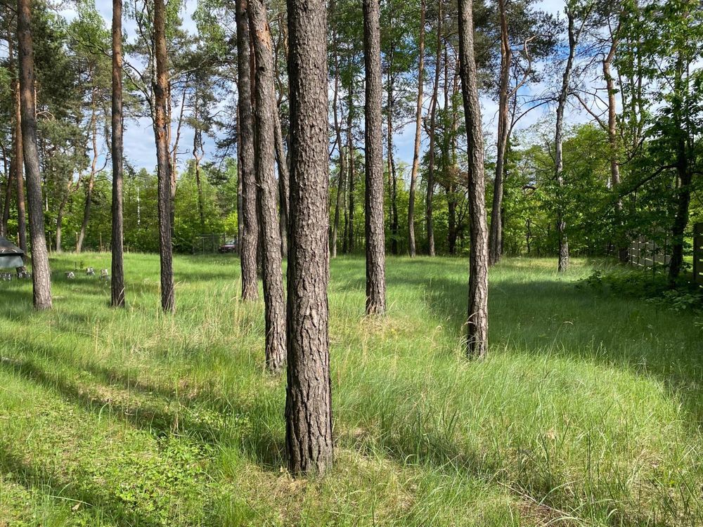 Działka rekreacyjna Dąbrowa Górnicza Pogoria, ul. Żeglarska. Zdjęcie 6