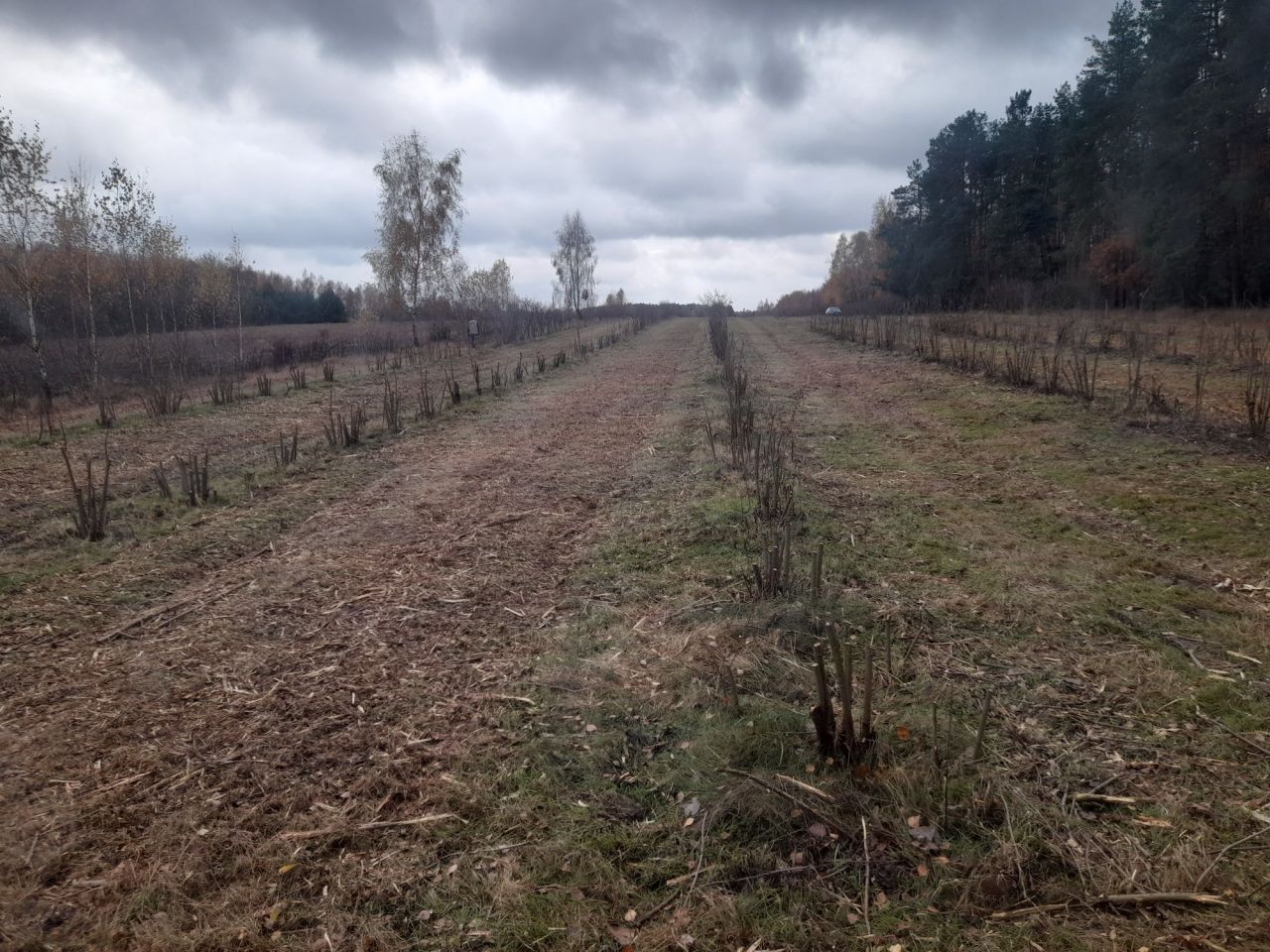 Działka rolna Styrzyniec. Zdjęcie 6
