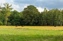 Działka rolno-budowlana Lasek. Zdjęcie 1