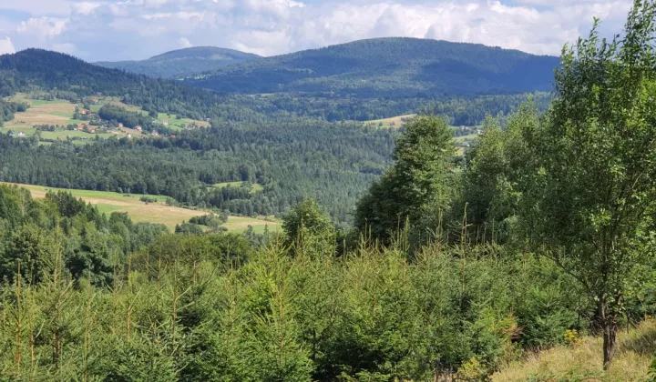 Działka rolna Pewel Wielka Buławka