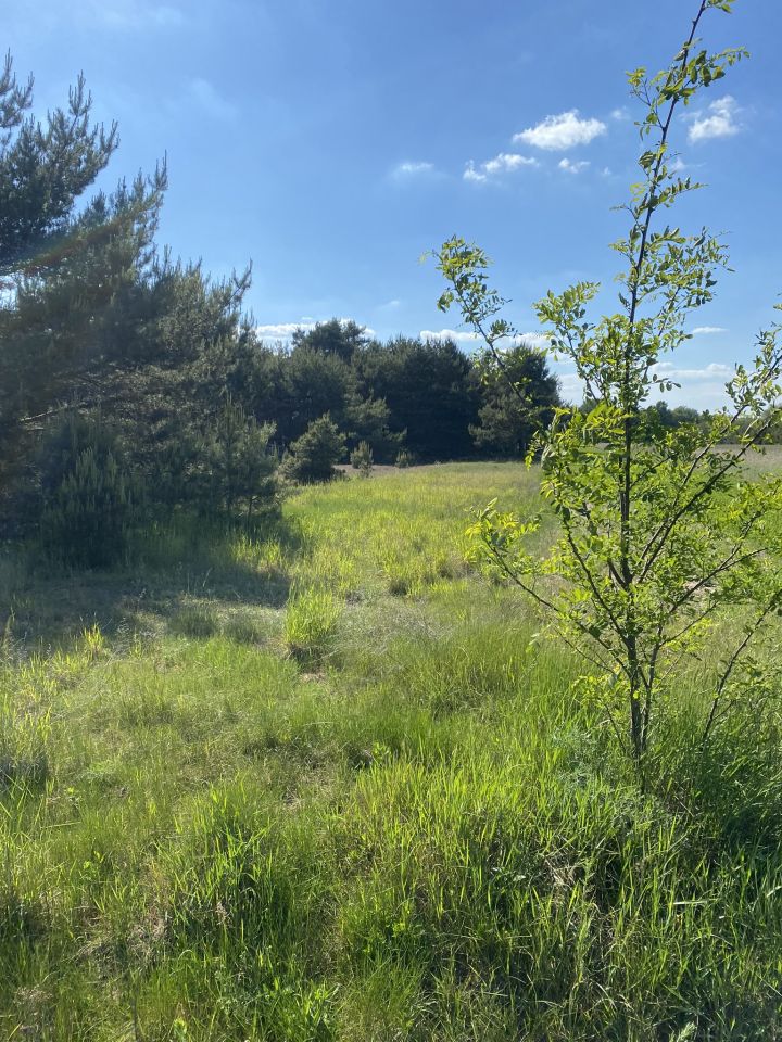 Działka rolno-budowlana Brzozówka. Zdjęcie 6