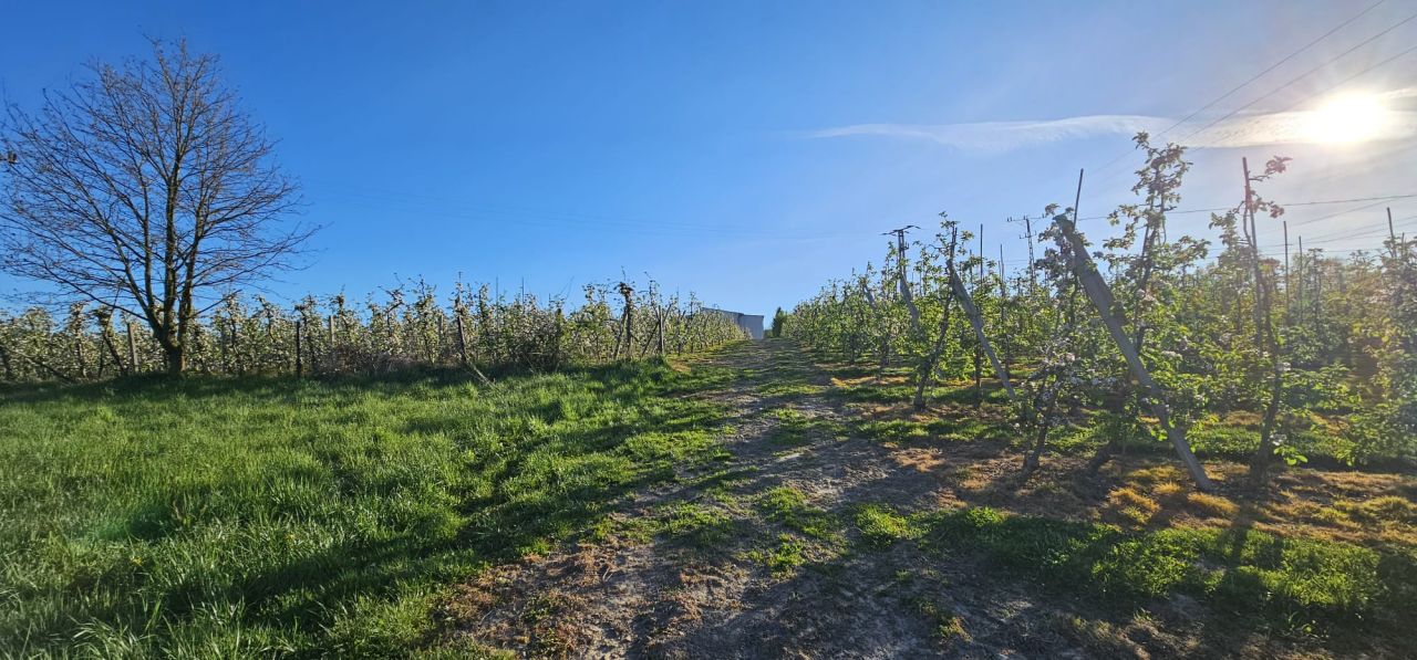 Działka budowlana Łososina Dolna Łączne. Zdjęcie 4