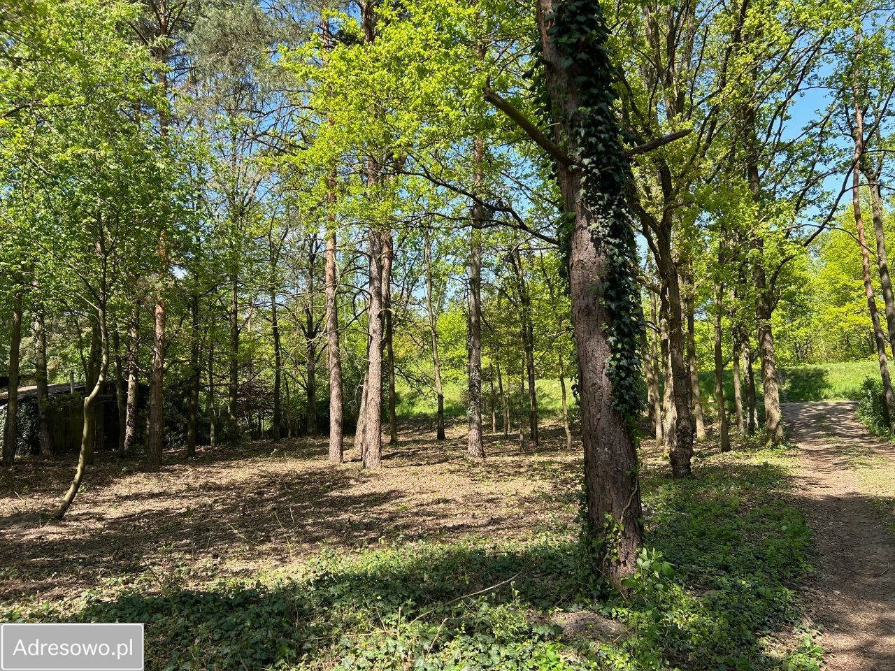 Działka rekreacyjna Sikory