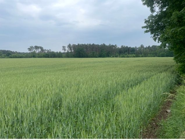 Działka siedliskowa Rozbitek. Zdjęcie 1