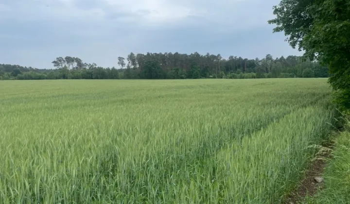 Działka siedliskowa Rozbitek