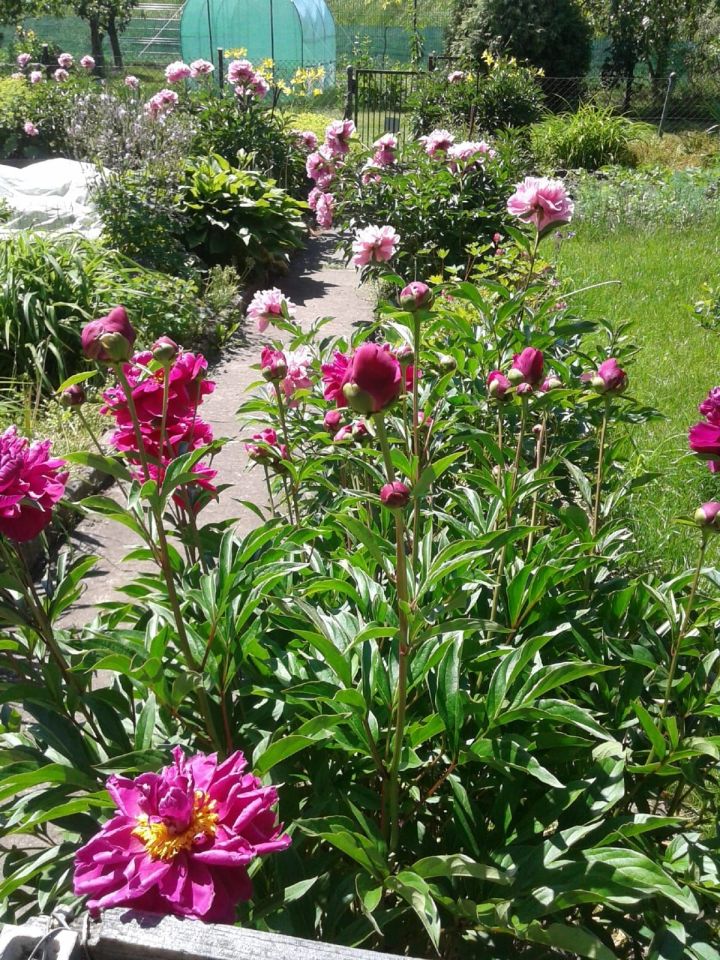 Działka rod Lubin, ul. Legnicka. Zdjęcie 5